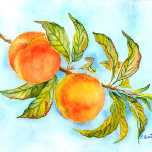 Fredericksburg TX Peaches