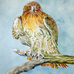 Guanaguau the Red Tailed Hawk