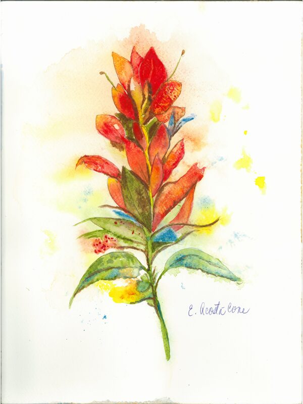 Indian Paintbrush